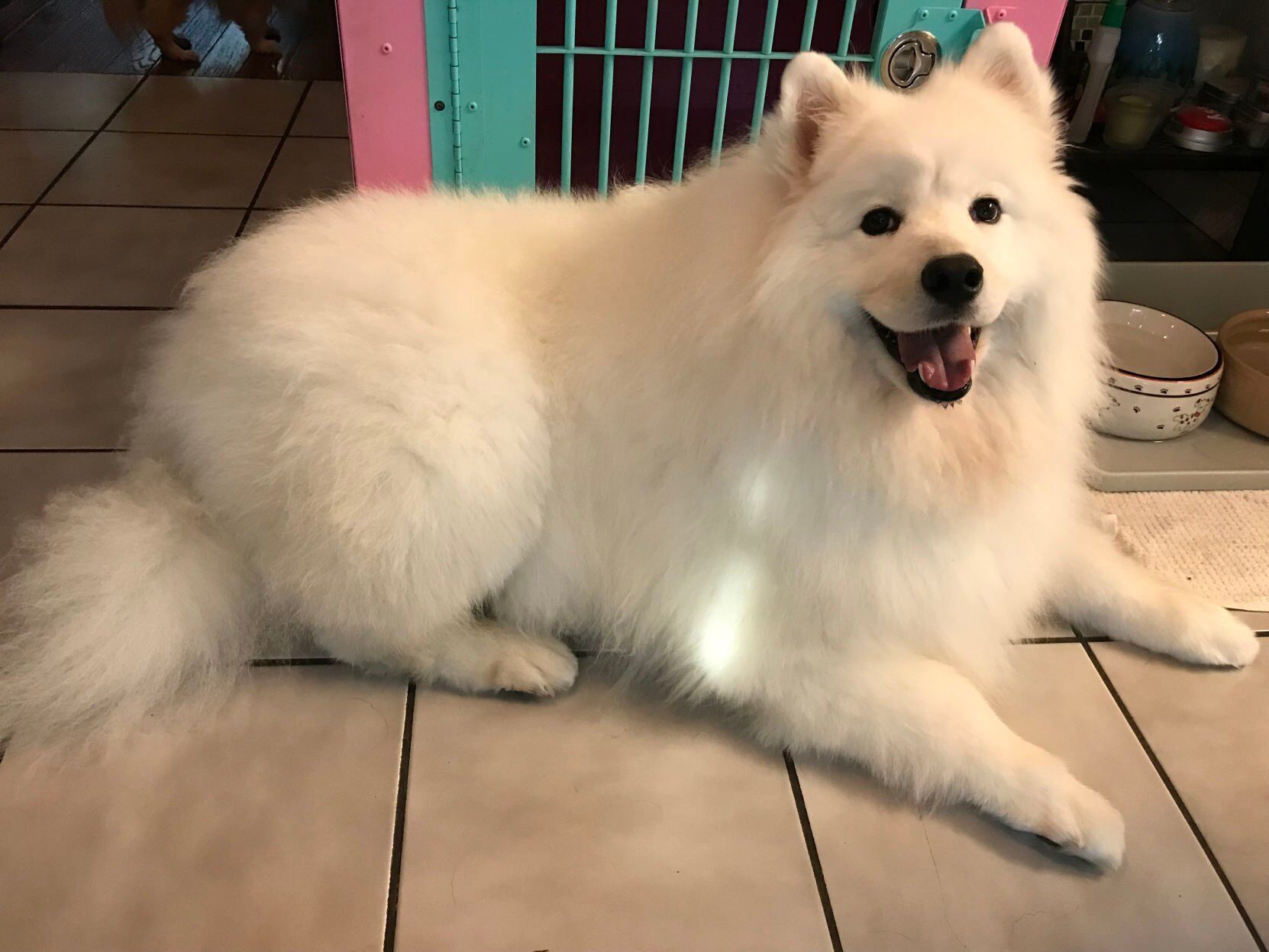 Mishka cindy mauro samoyed.jpeg